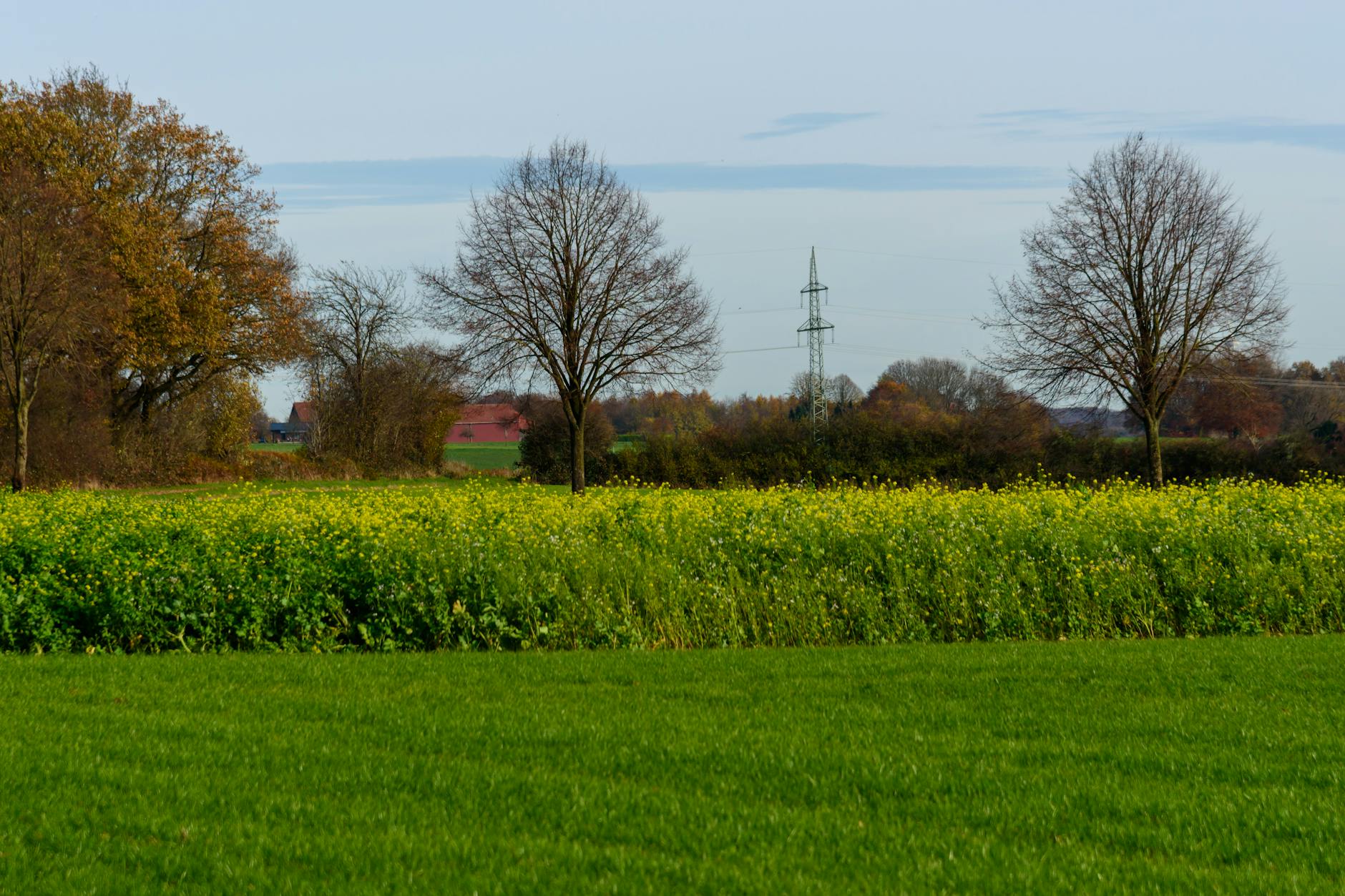 Polne działki w spokojnym, wiejskim krajobrazie z pojedynczymi drzewami